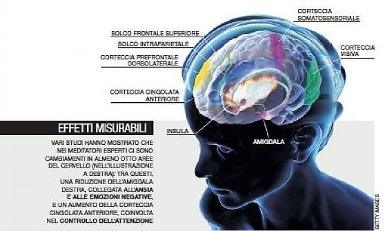 cervello di chi medita